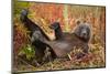 Brown Bear, Katmai National Park, Alaska-null-Mounted Photographic Print