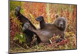 Brown Bear, Katmai National Park, Alaska-null-Mounted Photographic Print