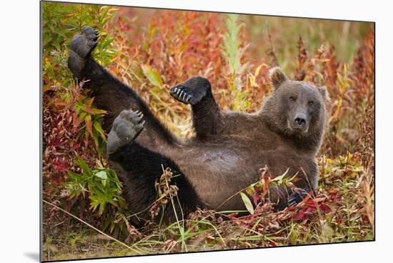 Brown Bear, Katmai National Park, Alaska-null-Mounted Photographic Print