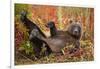 Brown Bear, Katmai National Park, Alaska-null-Framed Photographic Print