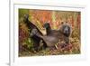 Brown Bear, Katmai National Park, Alaska-null-Framed Photographic Print