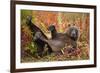 Brown Bear, Katmai National Park, Alaska-null-Framed Photographic Print