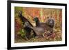 Brown Bear, Katmai National Park, Alaska-null-Framed Photographic Print