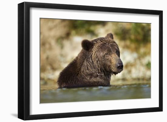 Brown Bear, Katmai National Park, Alaska-null-Framed Photographic Print