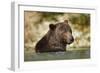 Brown Bear, Katmai National Park, Alaska-null-Framed Photographic Print