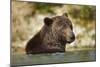 Brown Bear, Katmai National Park, Alaska-null-Mounted Photographic Print