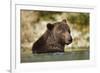 Brown Bear, Katmai National Park, Alaska-null-Framed Photographic Print