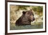 Brown Bear, Katmai National Park, Alaska-null-Framed Photographic Print