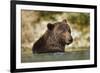 Brown Bear, Katmai National Park, Alaska-null-Framed Photographic Print