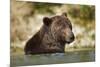 Brown Bear, Katmai National Park, Alaska-null-Mounted Photographic Print