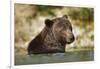 Brown Bear, Katmai National Park, Alaska-null-Framed Photographic Print