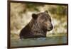 Brown Bear, Katmai National Park, Alaska-null-Framed Photographic Print