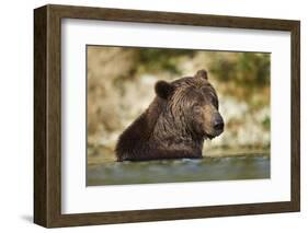 Brown Bear, Katmai National Park, Alaska-null-Framed Photographic Print