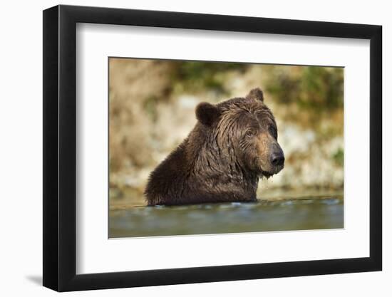 Brown Bear, Katmai National Park, Alaska-null-Framed Photographic Print