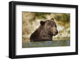 Brown Bear, Katmai National Park, Alaska-null-Framed Photographic Print