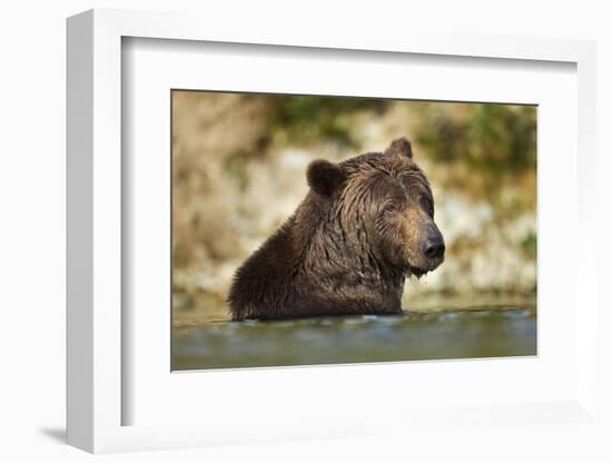 Brown Bear, Katmai National Park, Alaska-null-Framed Photographic Print