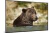 Brown Bear, Katmai National Park, Alaska-null-Mounted Photographic Print