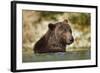 Brown Bear, Katmai National Park, Alaska-null-Framed Photographic Print