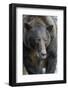 Brown Bear, Katmai National Park, Alaska-null-Framed Photographic Print