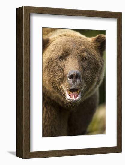 Brown Bear, Katmai National Park, Alaska-null-Framed Photographic Print