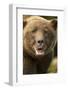 Brown Bear, Katmai National Park, Alaska-null-Framed Photographic Print