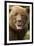 Brown Bear, Katmai National Park, Alaska-null-Framed Photographic Print