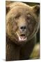 Brown Bear, Katmai National Park, Alaska-null-Mounted Photographic Print