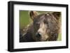 Brown Bear, Katmai National Park, Alaska-null-Framed Photographic Print