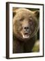 Brown Bear, Katmai National Park, Alaska-null-Framed Photographic Print