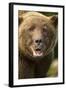 Brown Bear, Katmai National Park, Alaska-null-Framed Photographic Print