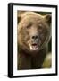 Brown Bear, Katmai National Park, Alaska-null-Framed Photographic Print