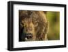 Brown Bear, Katmai National Park, Alaska-null-Framed Photographic Print