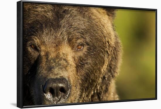 Brown Bear, Katmai National Park, Alaska-null-Framed Photographic Print