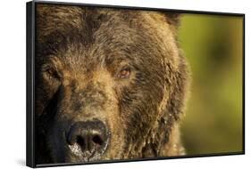 Brown Bear, Katmai National Park, Alaska-null-Framed Photographic Print