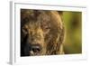 Brown Bear, Katmai National Park, Alaska-null-Framed Photographic Print