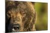 Brown Bear, Katmai National Park, Alaska-null-Mounted Photographic Print