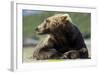 Brown Bear, Katmai National Park, Alaska-null-Framed Photographic Print