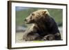 Brown Bear, Katmai National Park, Alaska-null-Framed Photographic Print