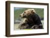 Brown Bear, Katmai National Park, Alaska-null-Framed Photographic Print