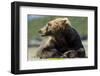 Brown Bear, Katmai National Park, Alaska-null-Framed Photographic Print