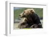 Brown Bear, Katmai National Park, Alaska-null-Framed Photographic Print