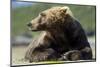 Brown Bear, Katmai National Park, Alaska-null-Mounted Photographic Print