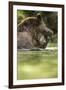 Brown Bear, Katmai National Park, Alaska-null-Framed Photographic Print