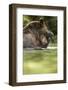 Brown Bear, Katmai National Park, Alaska-null-Framed Photographic Print