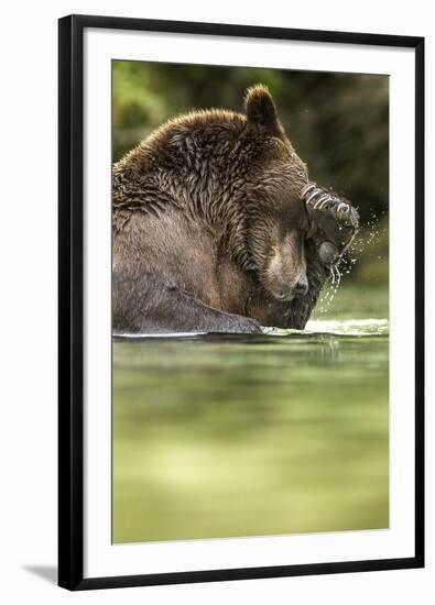 Brown Bear, Katmai National Park, Alaska-null-Framed Photographic Print