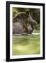 Brown Bear, Katmai National Park, Alaska-null-Framed Photographic Print