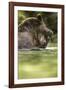 Brown Bear, Katmai National Park, Alaska-null-Framed Photographic Print