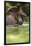 Brown Bear, Katmai National Park, Alaska-null-Framed Photographic Print