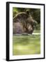 Brown Bear, Katmai National Park, Alaska-null-Framed Photographic Print