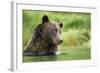 Brown Bear, Katmai National Park, Alaska-null-Framed Photographic Print